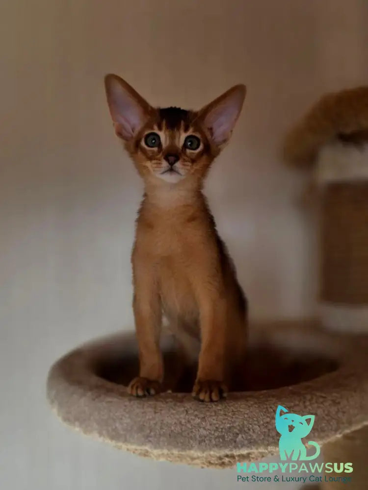 Marvel Abyssinian male black - live animals