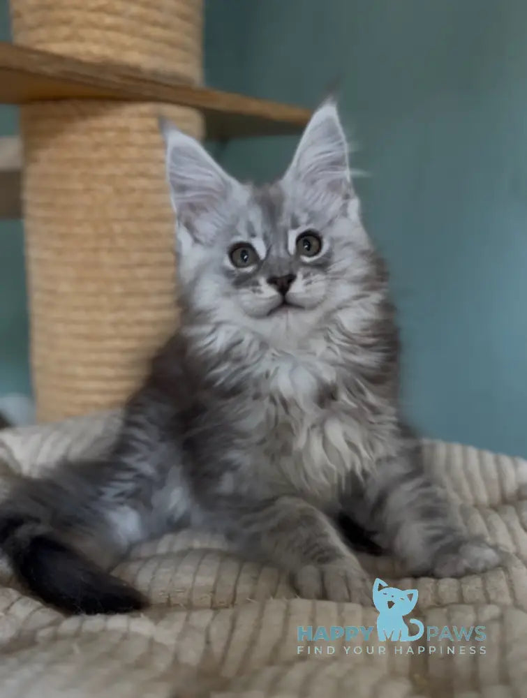 Marvel Maine Coon male black silver tabby live animals