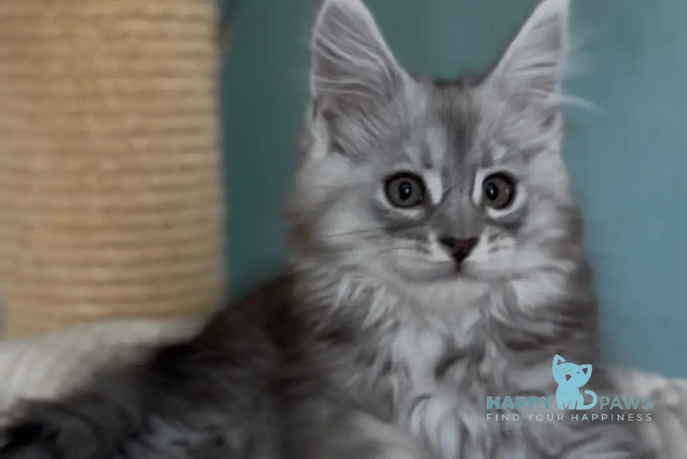 Marvel Maine Coon male black silver tabby live animals