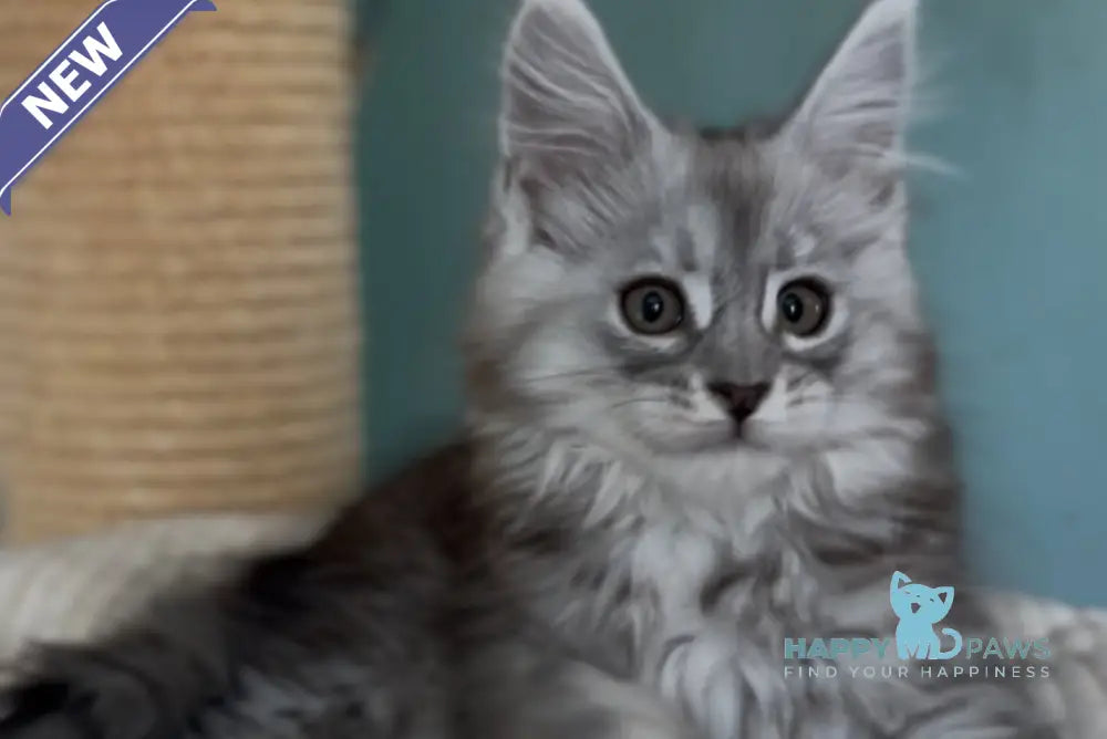 Marvel Maine Coon male black silver tabby live animals