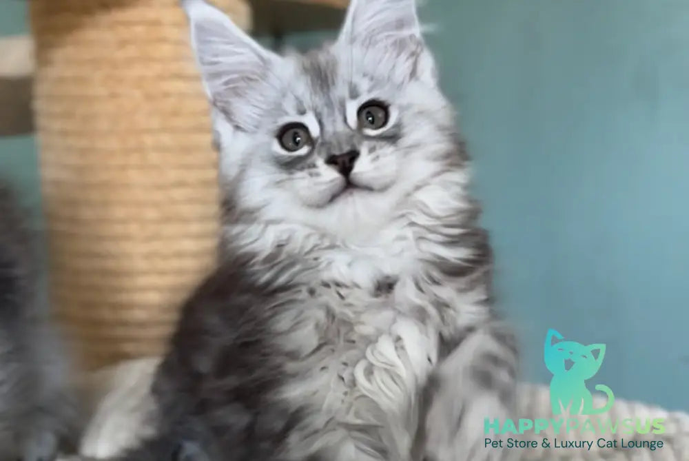 Marvel Maine Coon male black silver tabby live animals