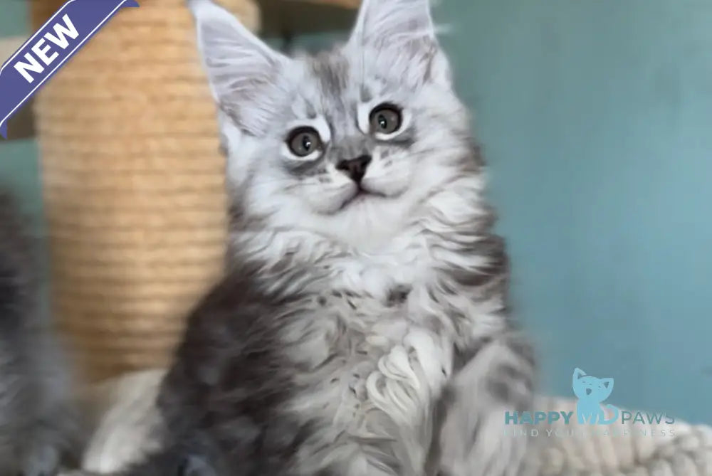 Marvel Maine Coon male black silver tabby live animals