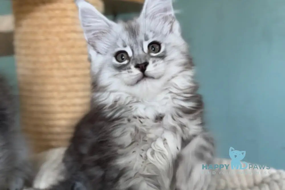 Marvel Maine Coon male black silver tabby live animals