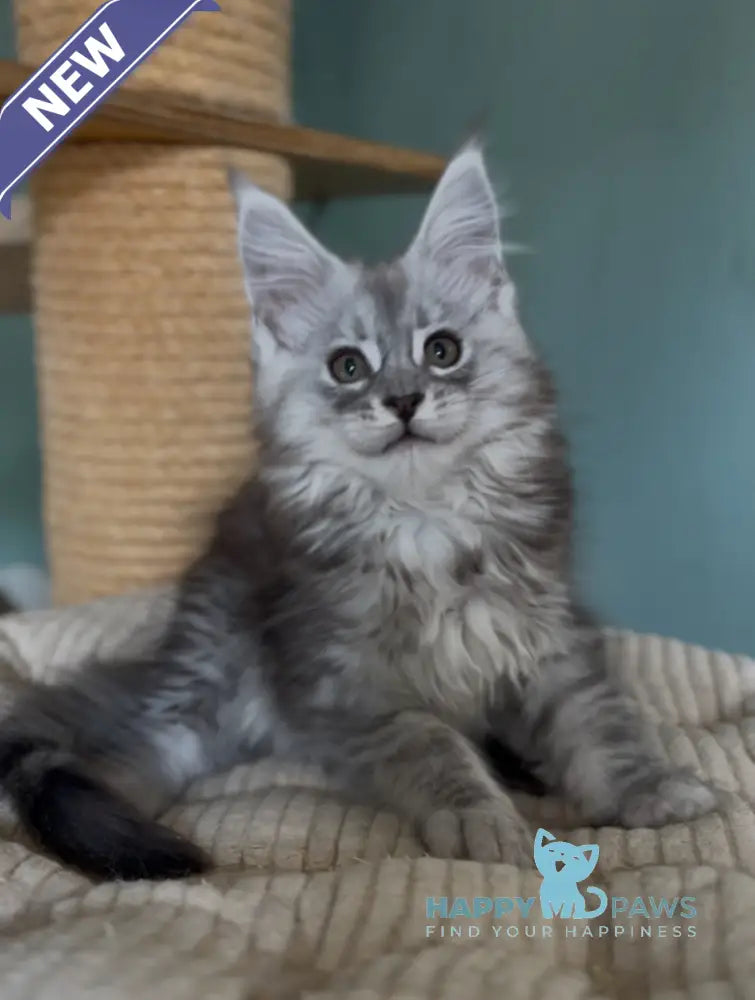 Marvel Maine Coon male black silver tabby live animals