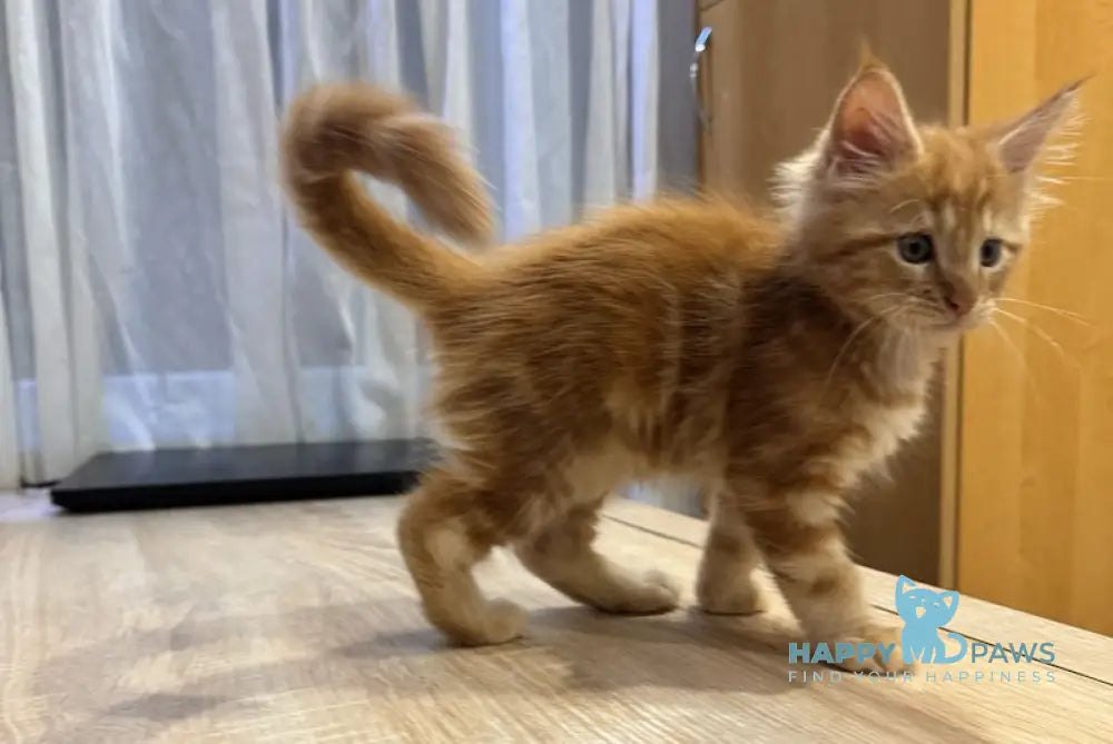 Marvel Maine Coon male red tabby live animals