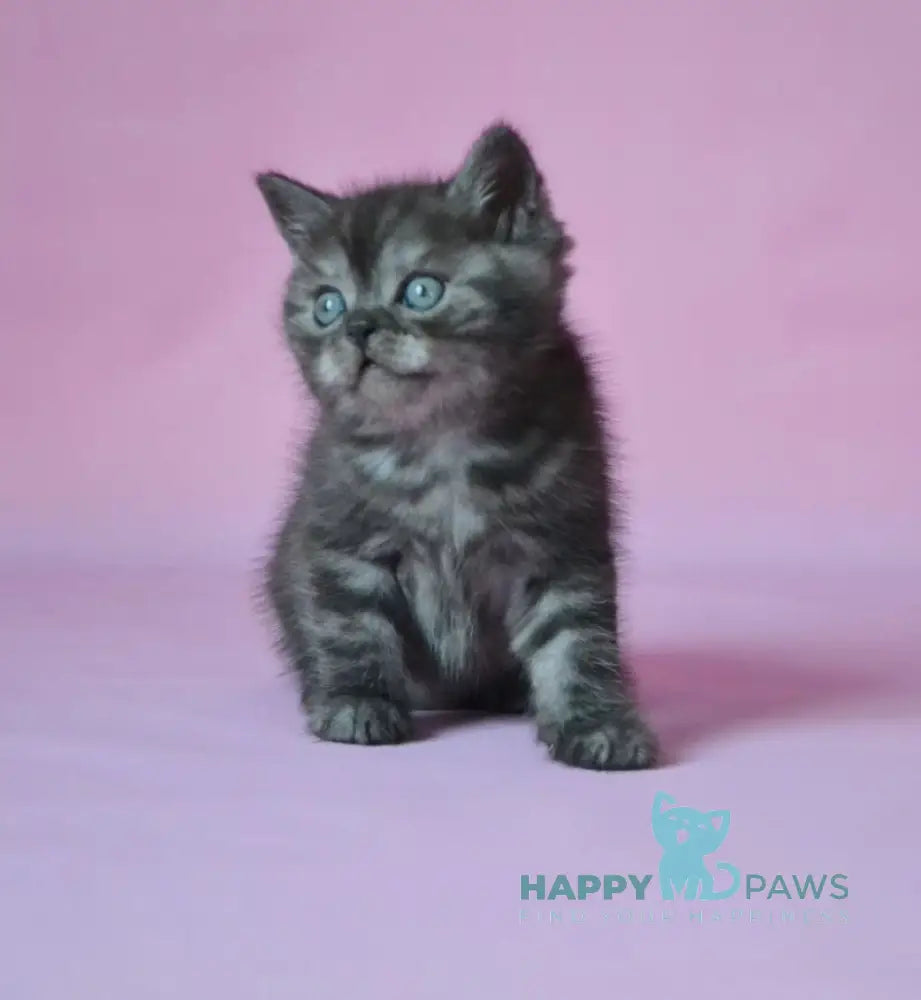 Marvel Scottish Straight male black silver live animals