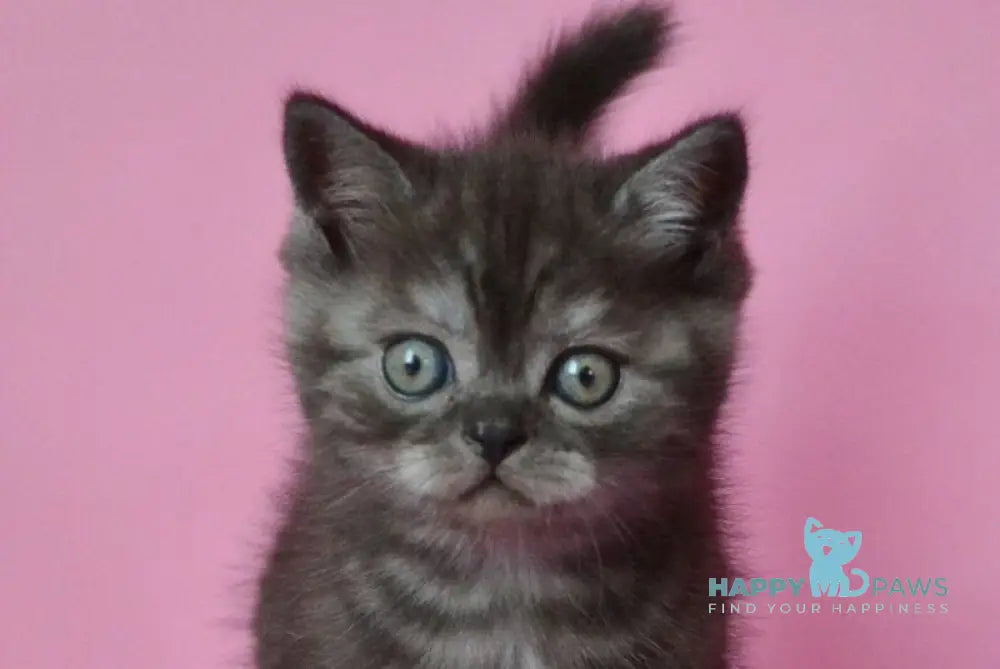 Marvel Scottish Straight male black silver live animals