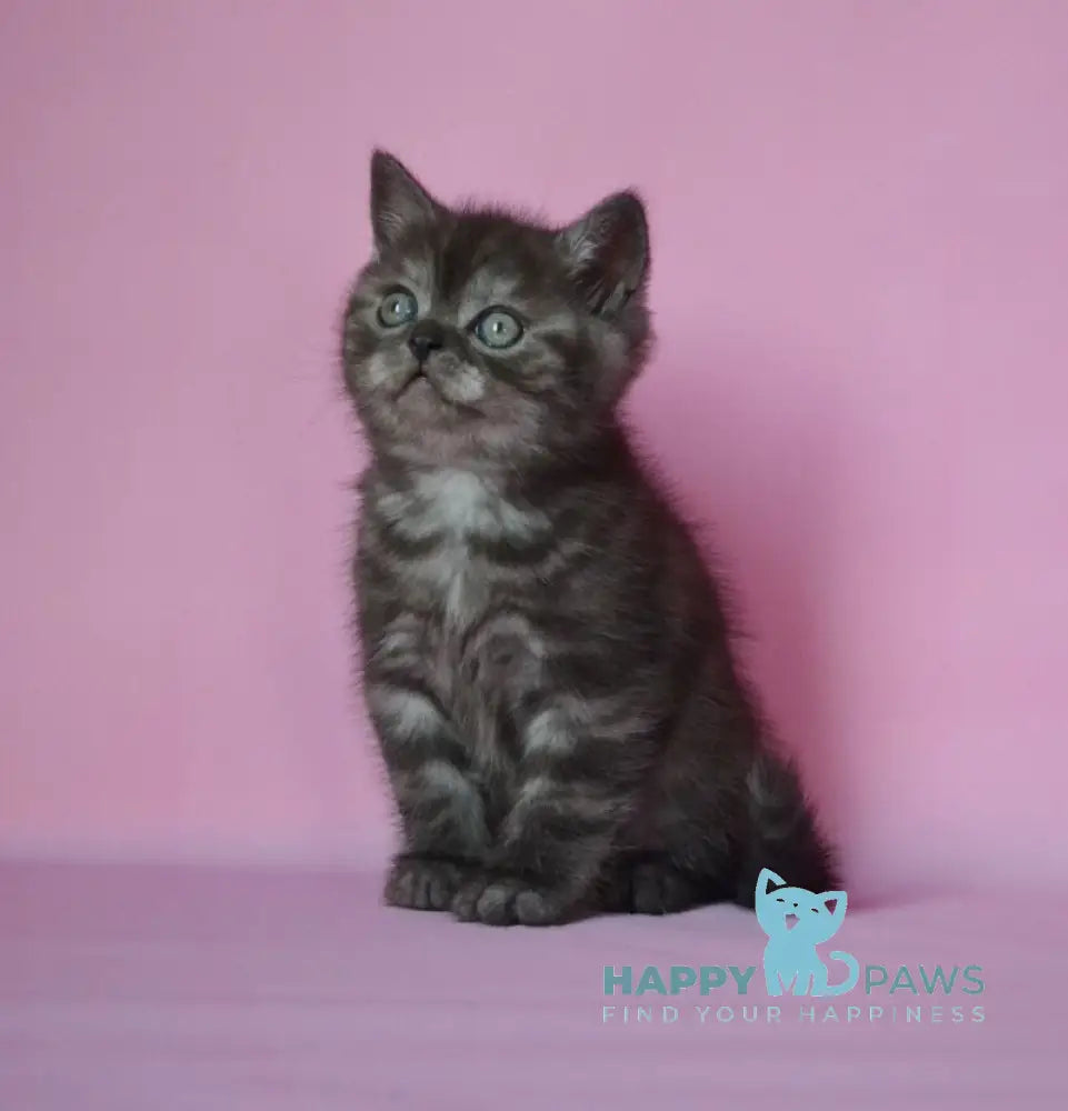 Marvel Scottish Straight male black silver live animals