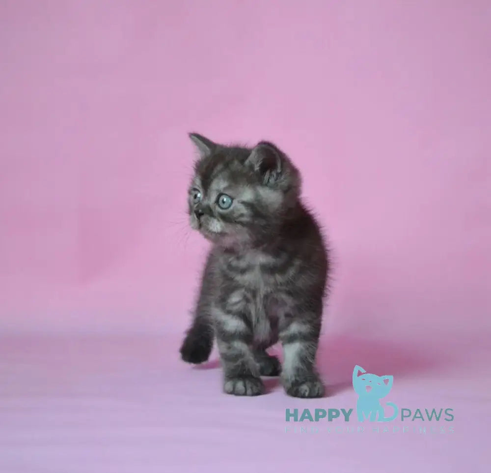 Marvel Scottish Straight male black silver live animals