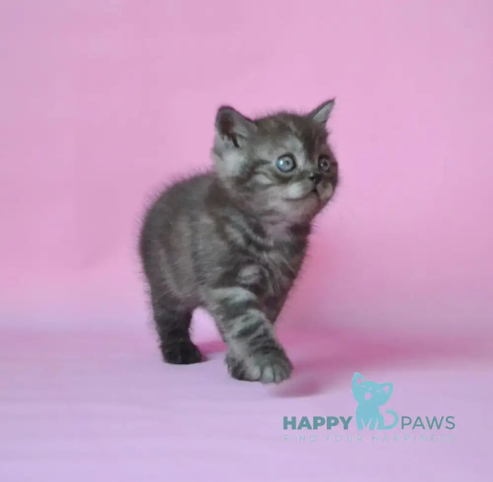 Marvel Scottish Straight male black silver live animals