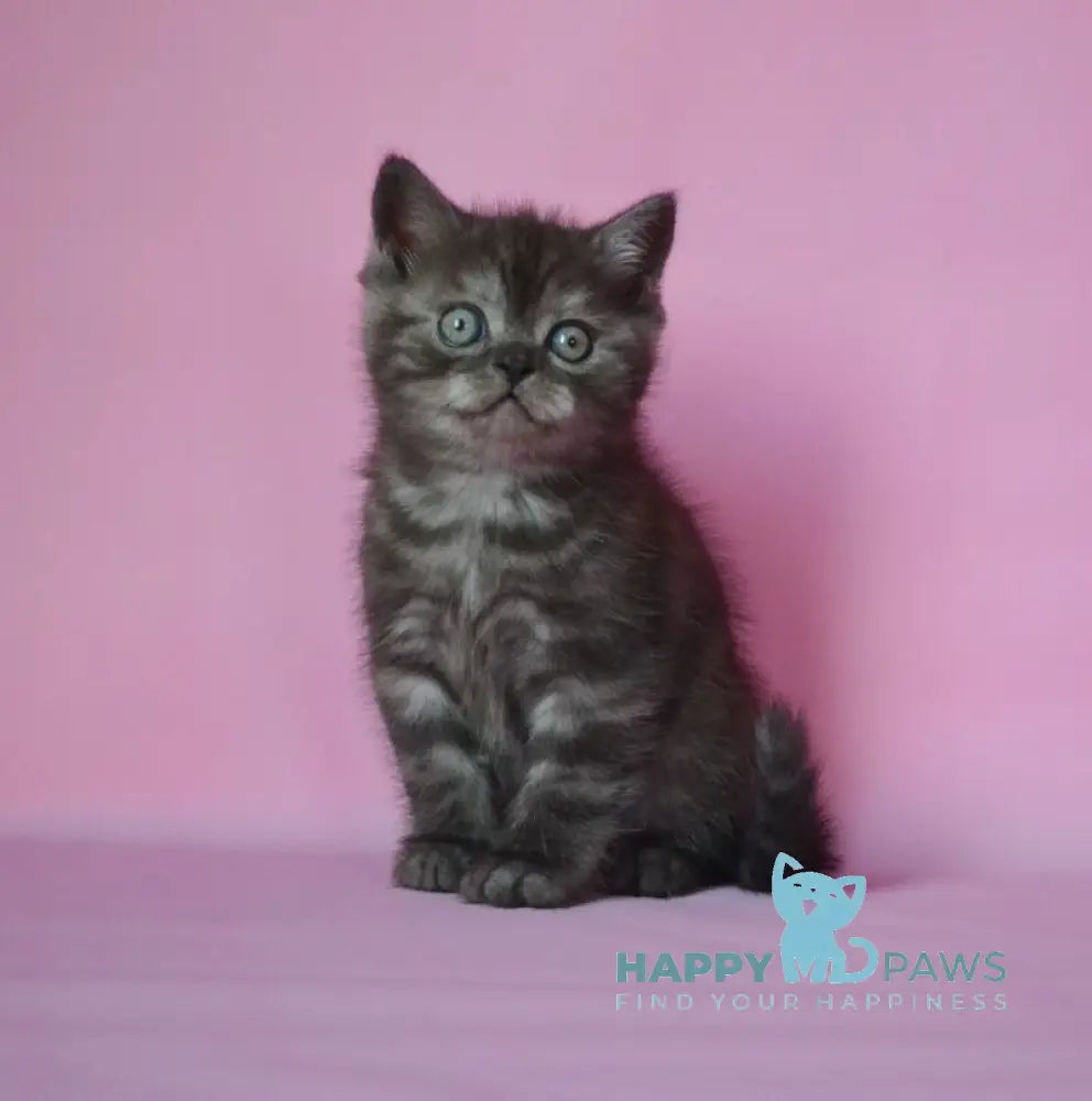 Marvel Scottish Straight male black silver live animals