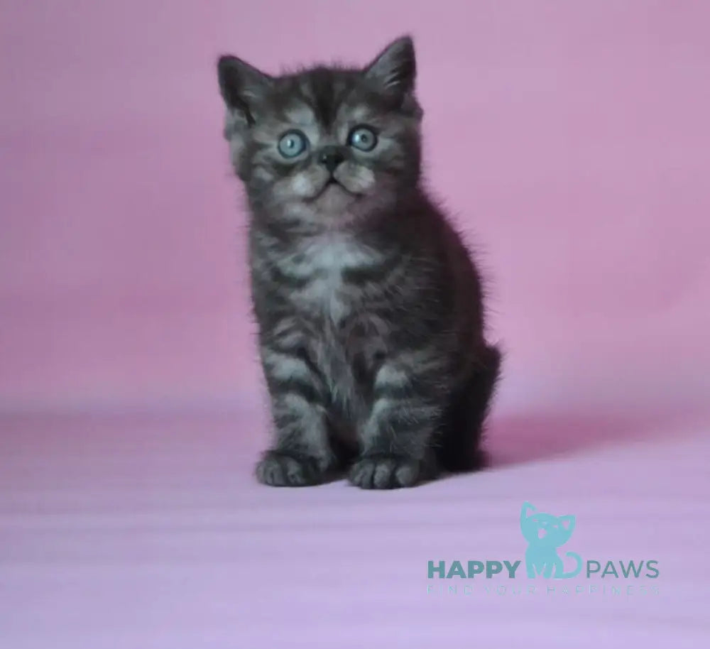 Marvel Scottish Straight male black silver live animals