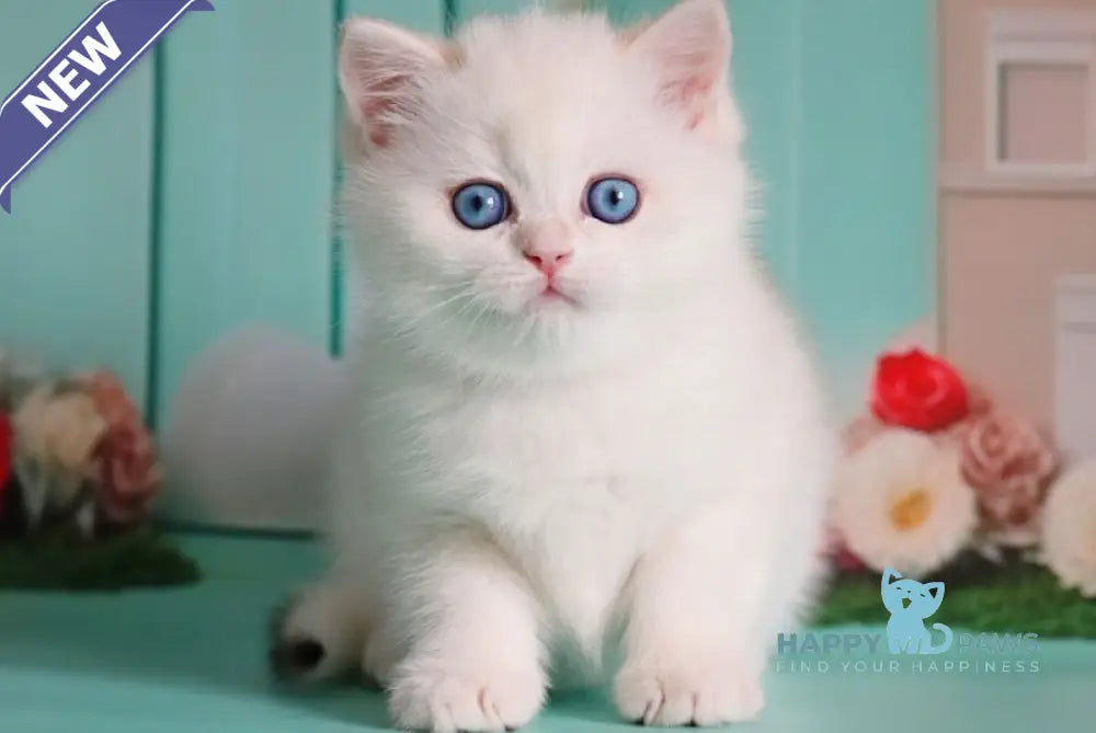 Marvin British Shorthair male black golden chinchilla pointed live animals