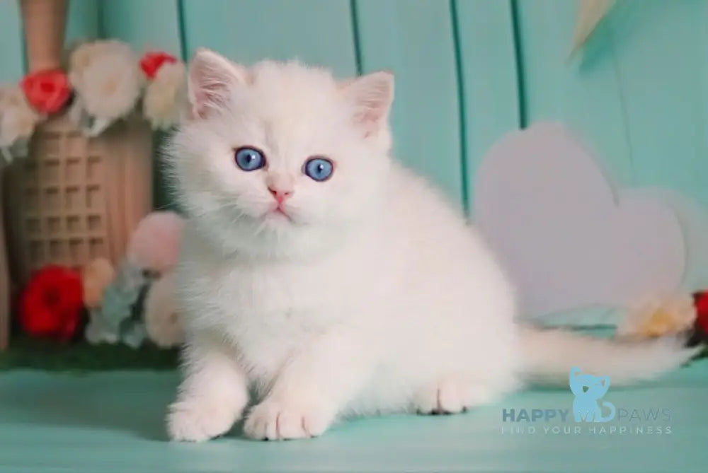 Marvin British Shorthair male black golden chinchilla pointed live animals