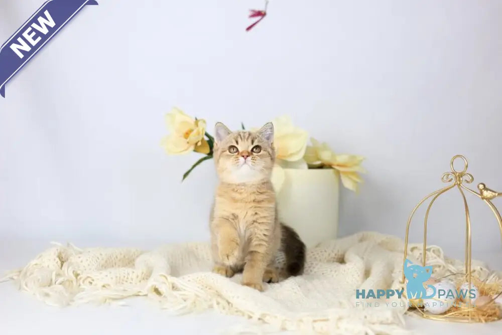 Мary British Shorthair female black ticked tabby live animals