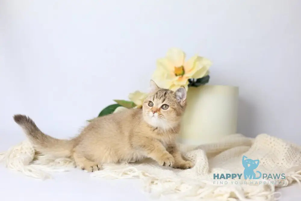 Мary British Shorthair female black ticked tabby live animals