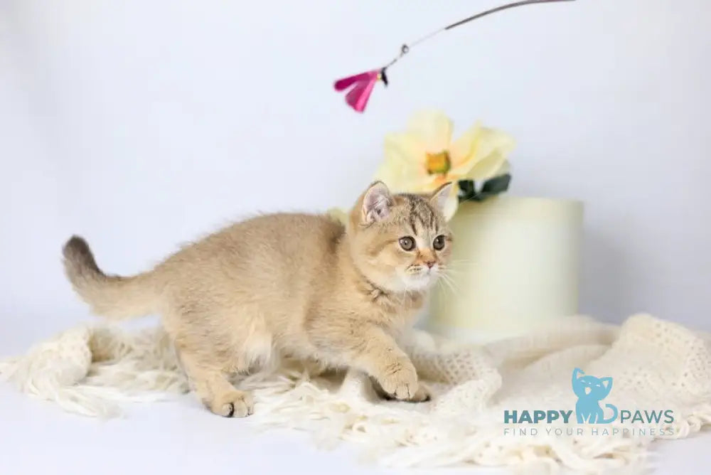 Мary British Shorthair female black ticked tabby live animals