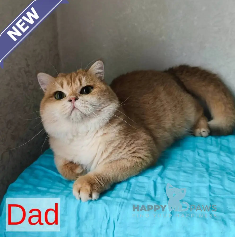 Мary British Shorthair female black ticked tabby live animals