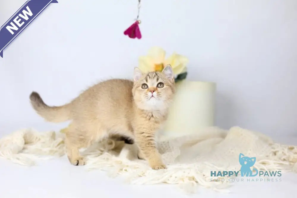 Мary British Shorthair female black ticked tabby live animals