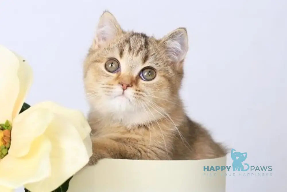 Мary British Shorthair female black ticked tabby live animals