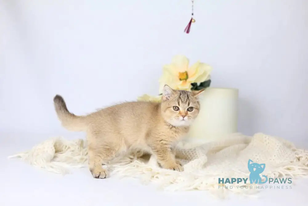 Мary British Shorthair female black ticked tabby live animals