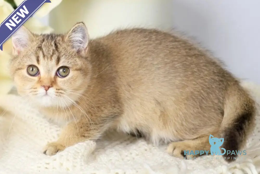 Мary British Shorthair female black ticked tabby live animals