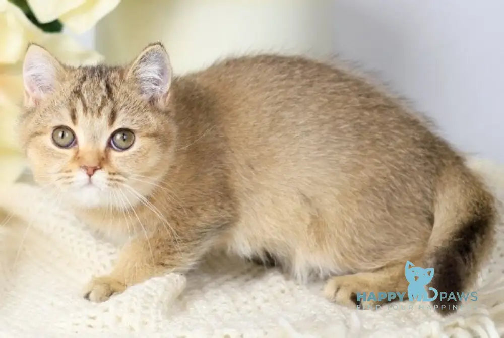 Мary British Shorthair female black ticked tabby live animals
