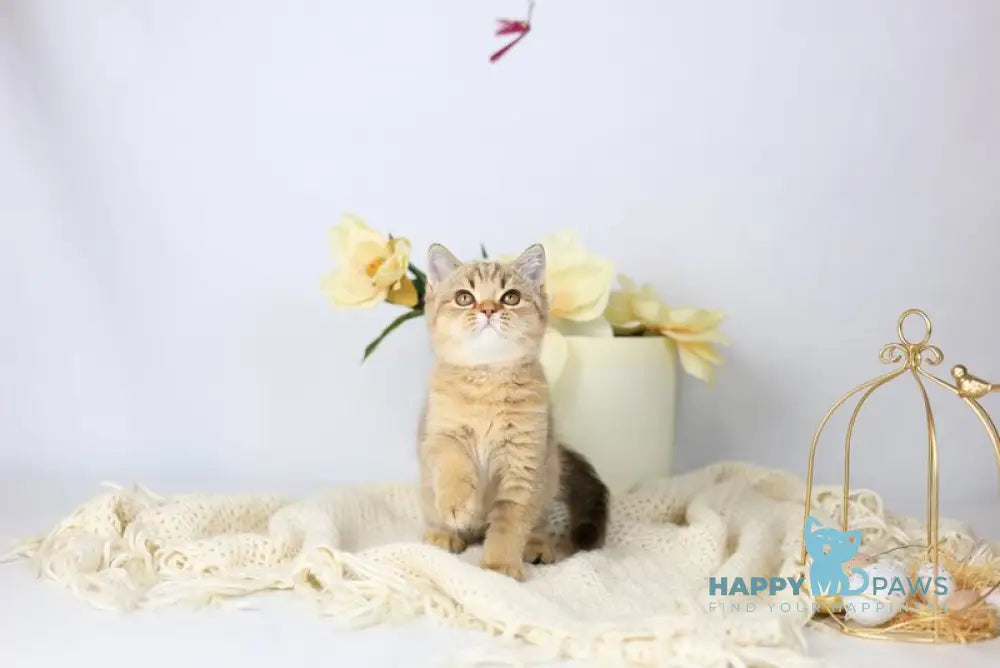 Мary British Shorthair female black ticked tabby live animals