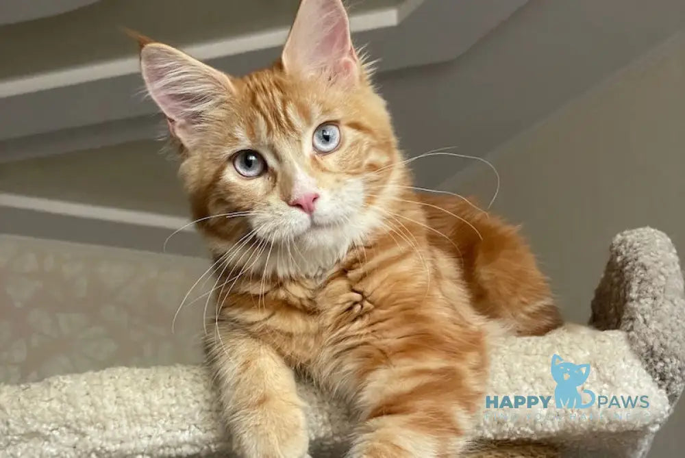 Mary Maine Coon female red with white - live animals