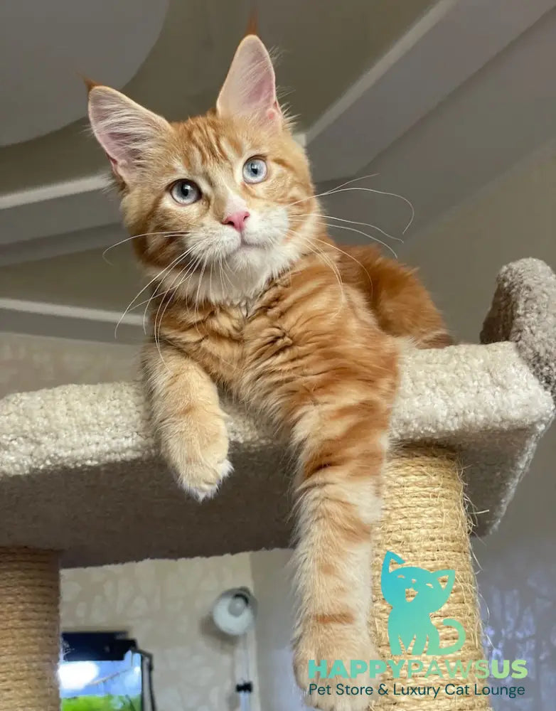 Mary Maine Coon female red with white - live animals