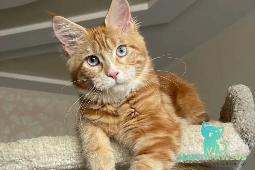 Mary Maine Coon female red with white - live animals