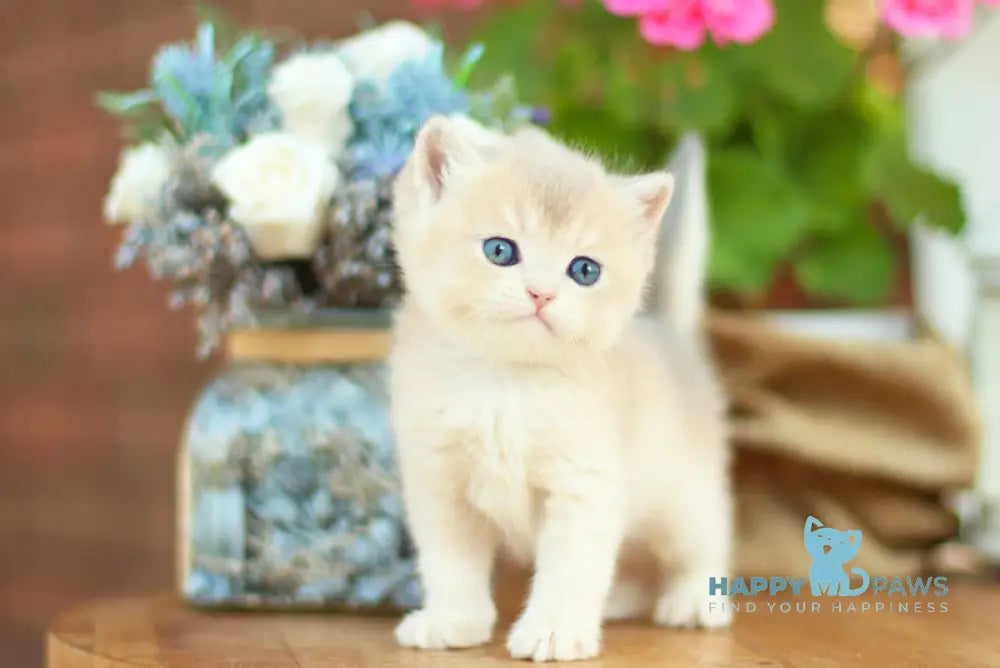 Maryana British Shorthair female black golden shaded live animals
