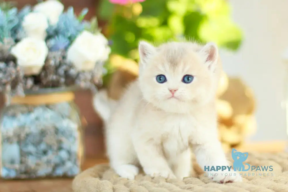 Maryana British Shorthair female black golden shaded live animals