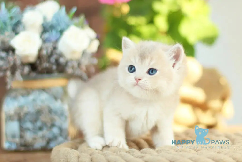 Maryana British Shorthair female black golden shaded live animals