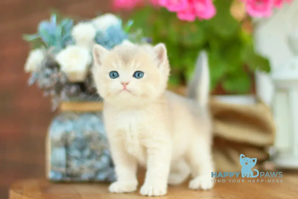 Maryana British Shorthair female black golden shaded live animals