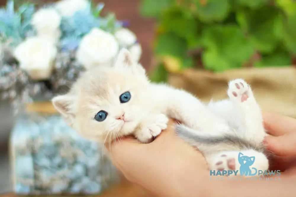 Maryana British Shorthair female black golden shaded live animals