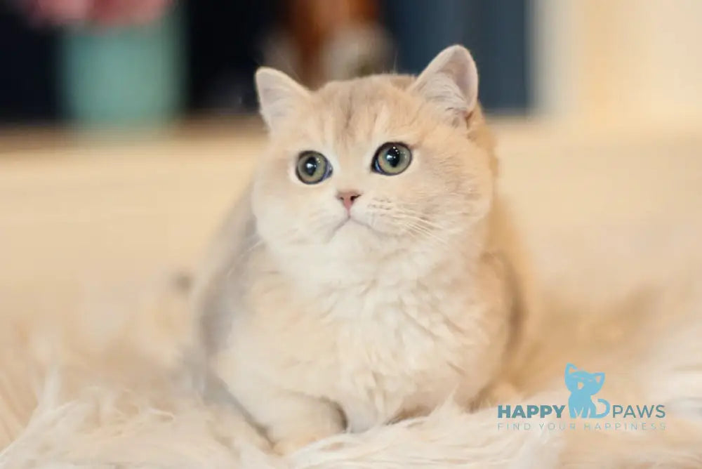 Maryana British Shorthair female blue golden shaded live animals