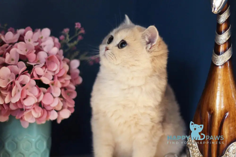 Maryana British Shorthair female blue golden shaded live animals