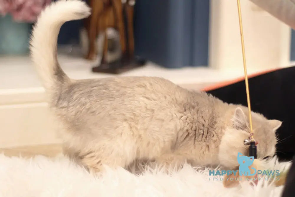 Maryana British Shorthair female blue golden shaded live animals