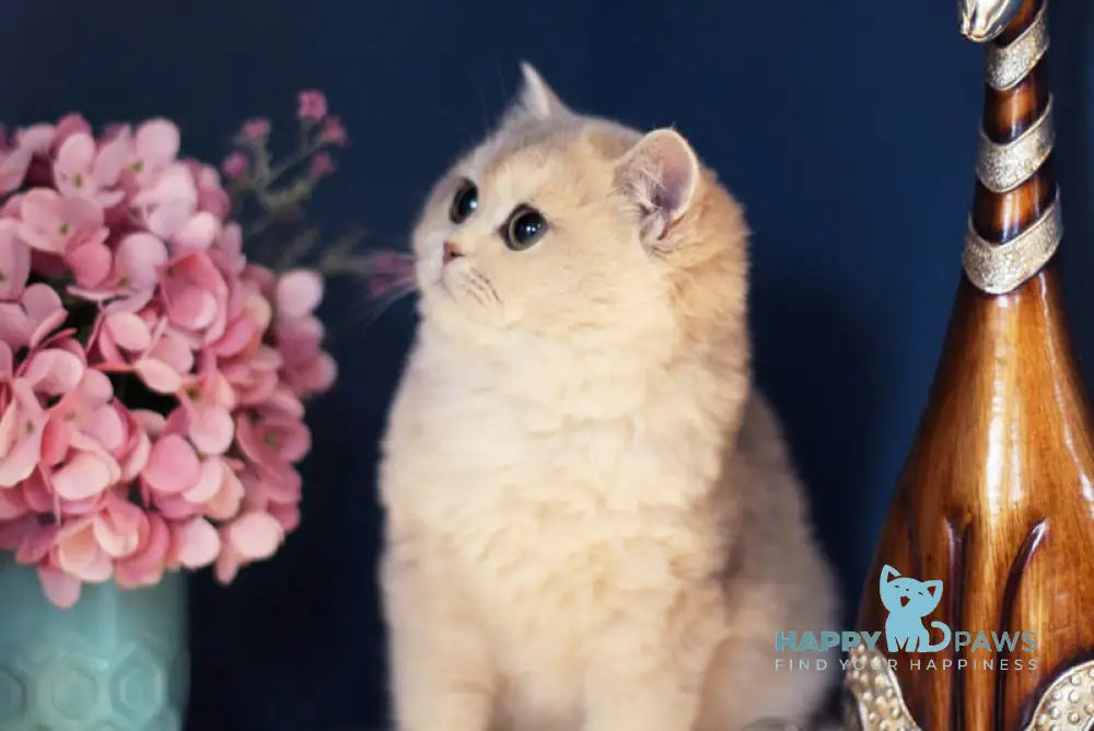 Maryana British Shorthair female blue golden shaded live animals