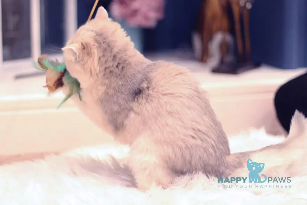 Maryana British Shorthair female blue golden shaded live animals