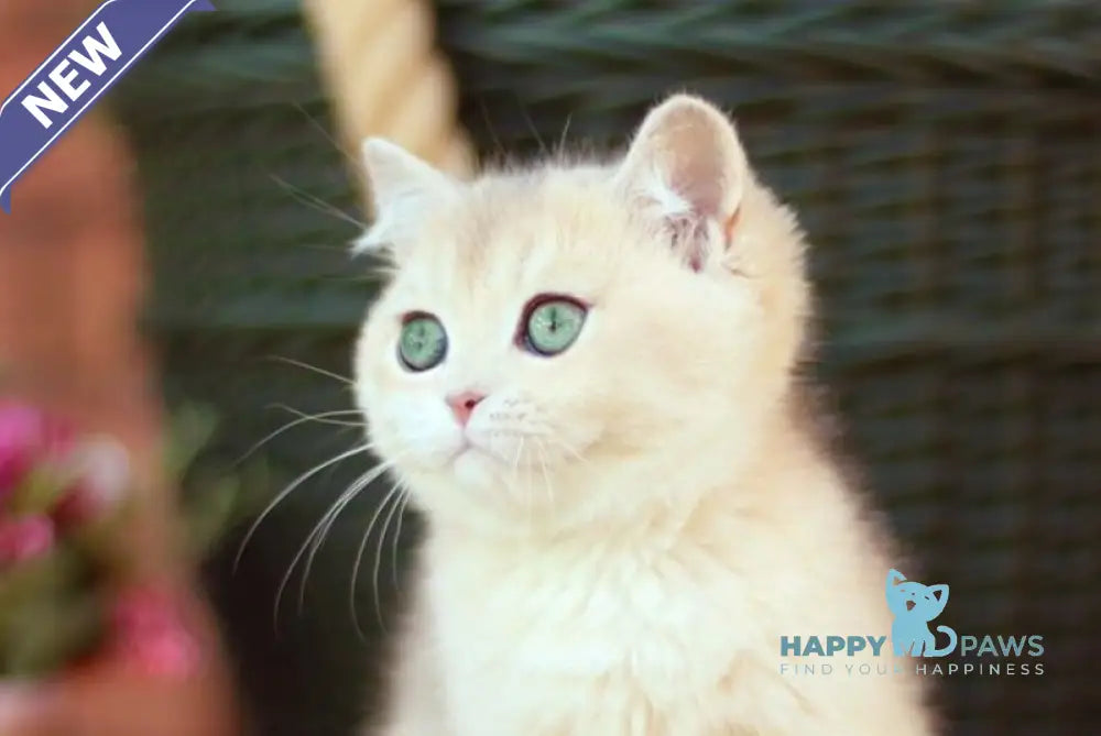 Maryana British Shorthair female blue golden shaded live animals