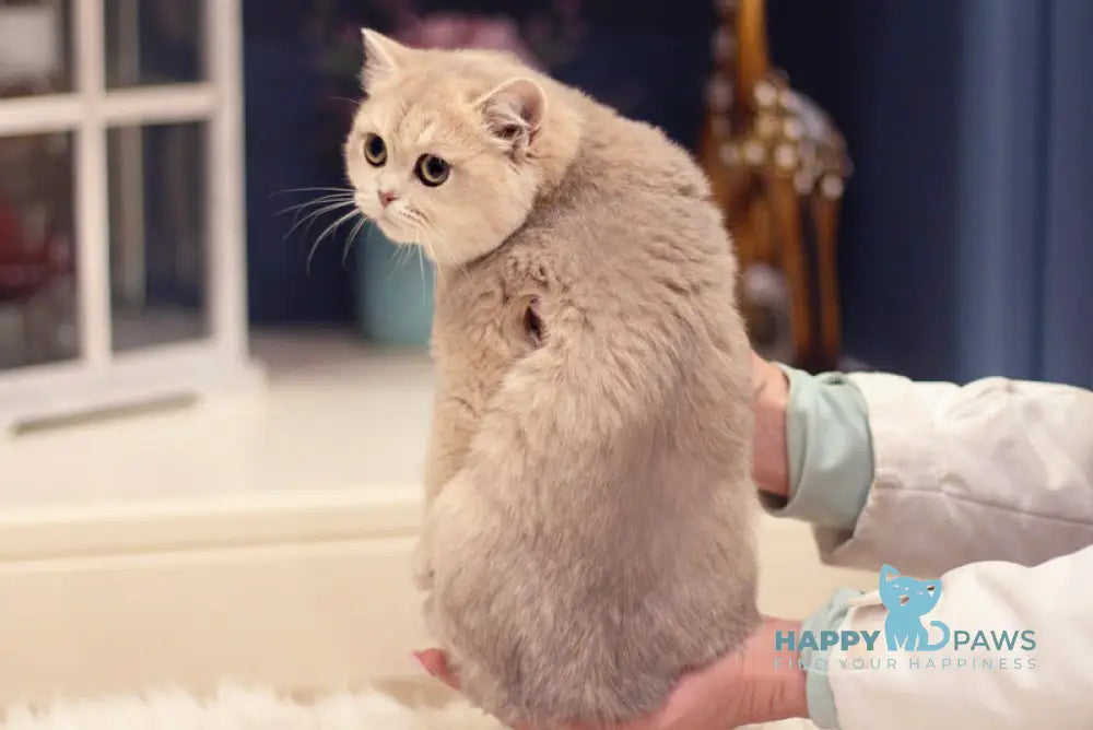 Maryana British Shorthair female blue golden shaded live animals