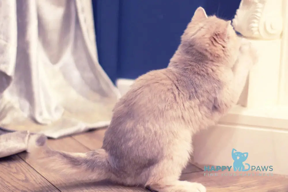 Maryana British Shorthair female blue golden shaded live animals