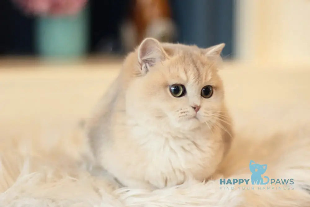 Maryana British Shorthair female blue golden shaded live animals