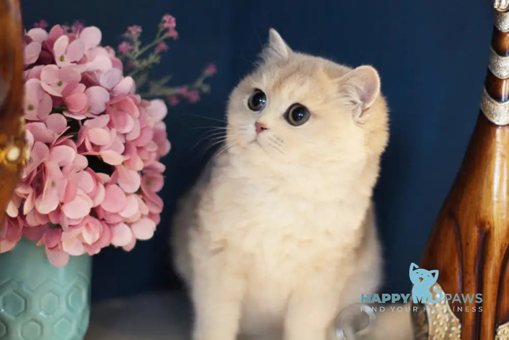 Maryana British Shorthair female blue golden shaded live animals