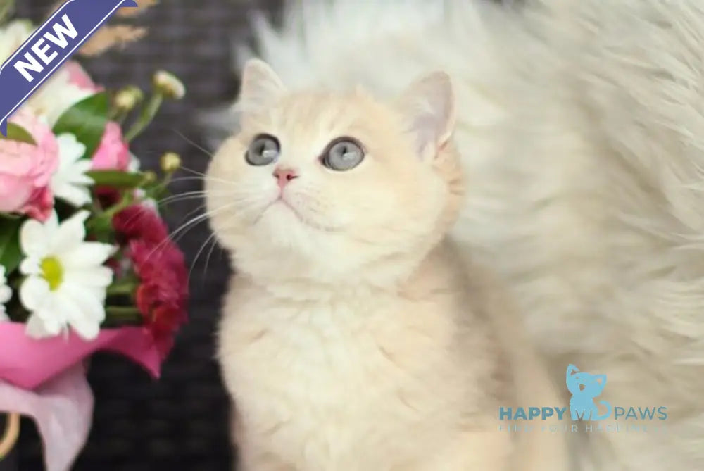 Maryana British Shorthair female blue golden shaded live animals