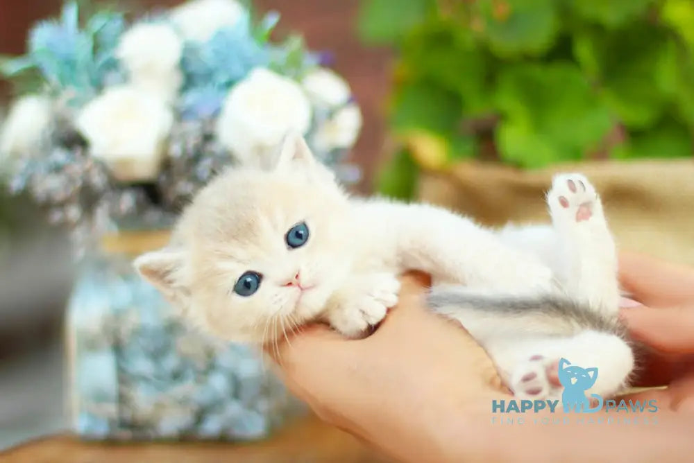 Maryana British Shorthair female black golden shaded live animals