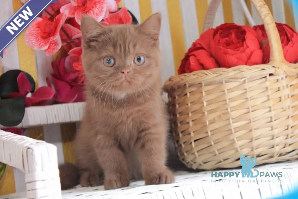 Marzipan British Shorthair male cinnamon live animals