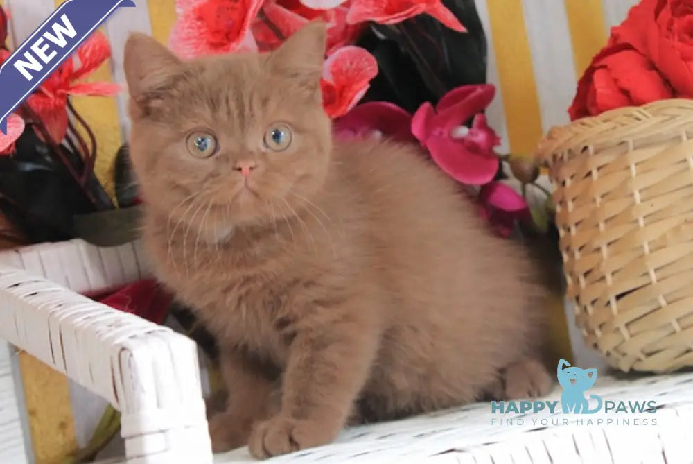 Marzipan British Shorthair male cinnamon live animals